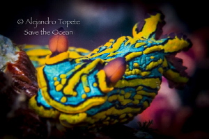 Colorfull Nudibranch, Puerto Vallarta Mexico by Alejandro Topete 